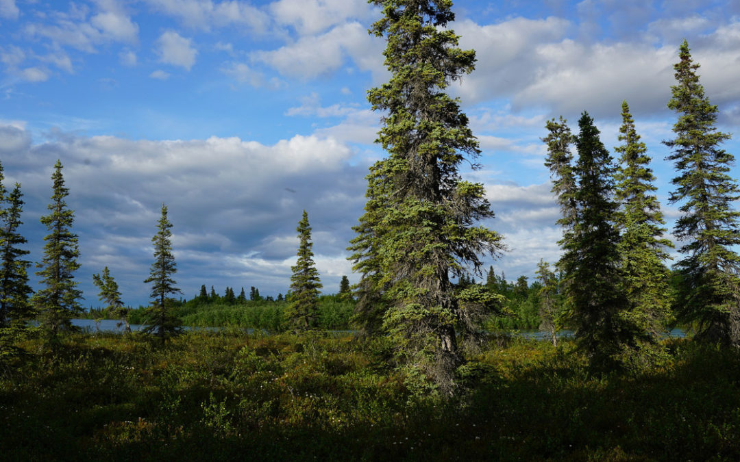 alaska boreal forest